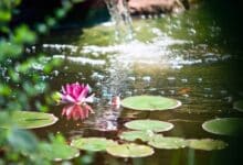 2024-08-12-Gartenteich