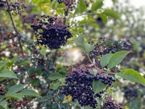 Die Beeren des Schwarzen Holunders sind reich an Antioxidantien, insbesondere Flavonoiden wie Quercetin.